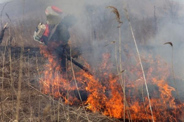 Из-за лесных пожаров в пяти районах Курганской области ввели режим ЧС