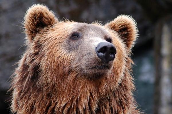 В Амурской области женщина пострадала, попытавшись покормить медведя с рук