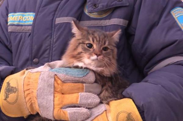 Из обрушившегося дома в Магнитогорске спасены собака и шесть кошек