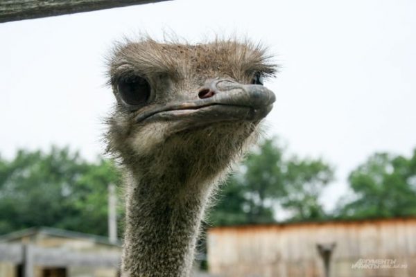 В Татарстане из частного зоопарка сбежал страус