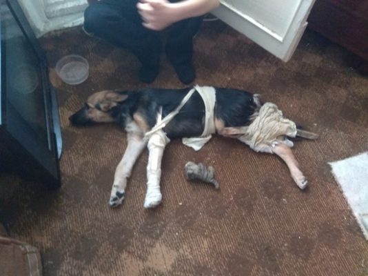 В Челябинске женщина выкинула собаку с 6-го этажа за лифчик