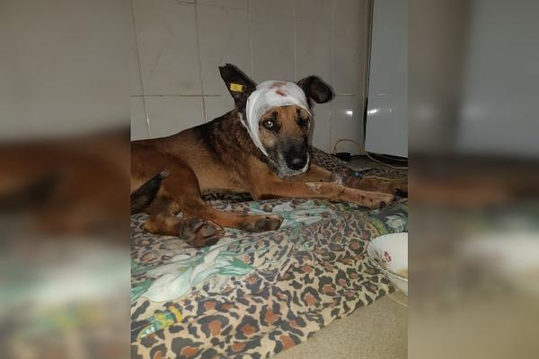 «Кот пришел к раненой собаке, лег рядом и всю ночь грел ее лапками»: Весь Донецк следит за судьбой пса из Горловки