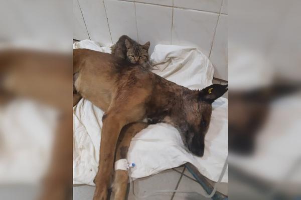 «Кот пришел к раненой собаке, лег рядом и всю ночь грел ее лапками»: Весь Донецк следит за судьбой пса из Горловки