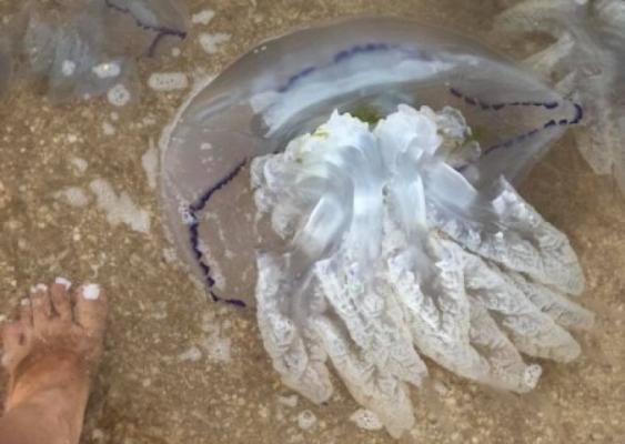 Херсонский курорт закрыл свои пляжи из-за дохлых медуз