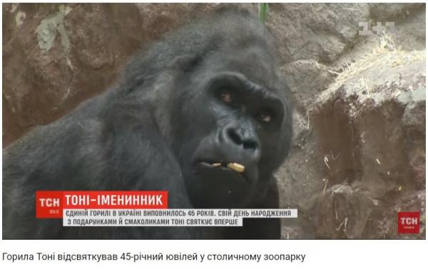 Нелегкая работа - украинизация бегемота. Обитателей киевского зоопарка стали обучать мове