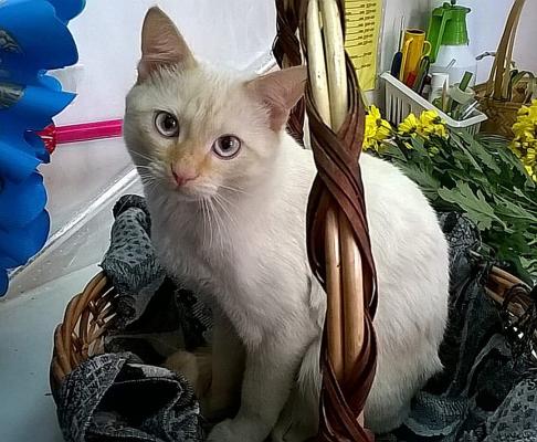 Кота Ваську украли, посадили в клетку и не отдают домой: Зоозащитники массово отбирают у хозяев животных