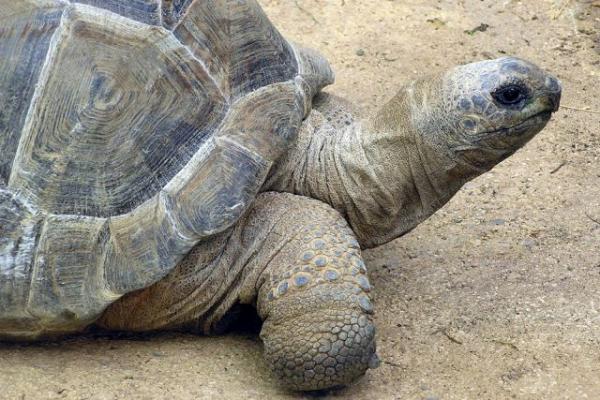В зоопарке Китая умерла самка редчайшей в мире черепахи
