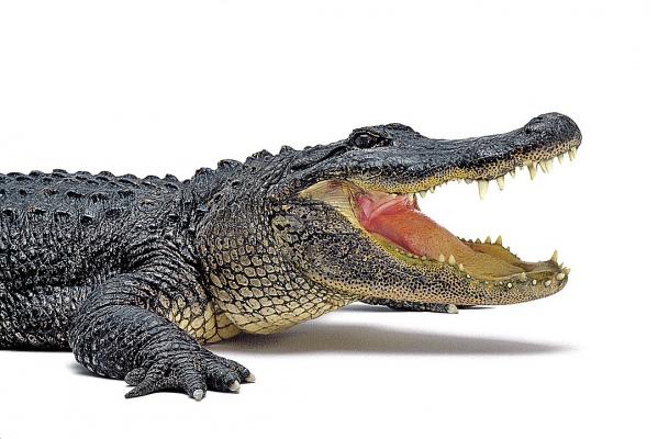 Бизнес на понтах: Аренда крокодила и бойфренд напрокат