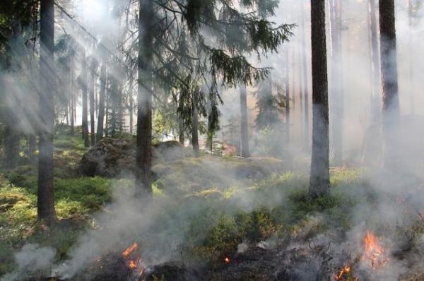 В Белом доме заявили о причине лесных пожаров в Калифорнии