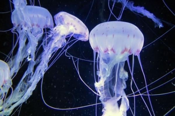 В Австралии из-за ядовитых медуз пострадали более 20 человек