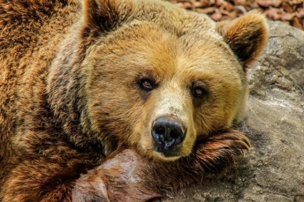 Женщина, покормившая медведя в Приамурье, находится в реанимации